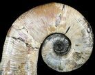 Heteromorph Ammonite (Audouliceras) Fossil - Volga River, Russia #47627-3